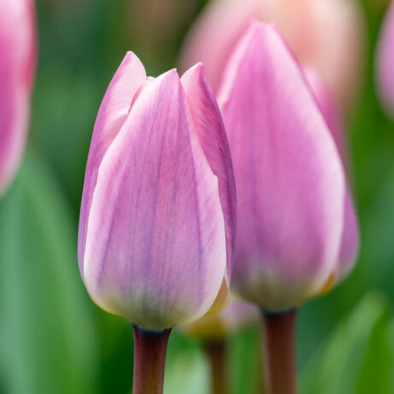 'Light And Dreamy' Tulip 4 'Light And Dreamy' Tulip - Image 2