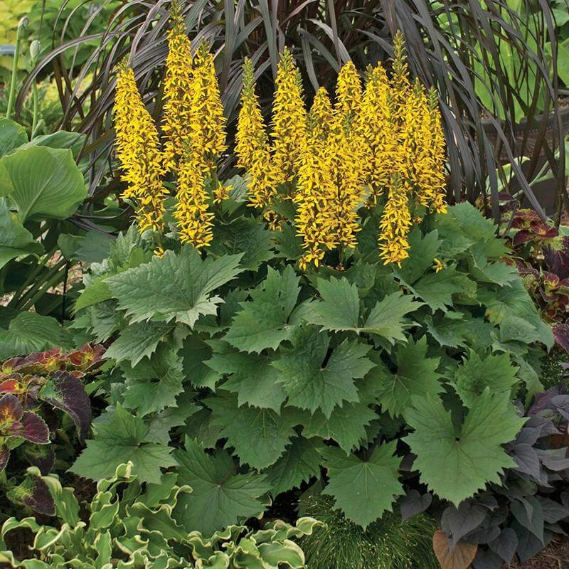 'Bottle Rocket' Ligularia 3 'Bottle Rocket' Ligularia