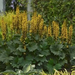 'Bottle Rocket' Ligularia 9 'Bottle Rocket' Ligularia -Garden Plants Store Ligularia Bottle Rocket 3 P sw