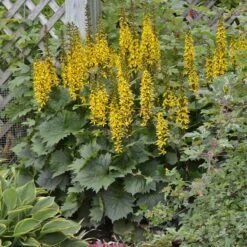 'Bottle Rocket' Ligularia 10 'Bottle Rocket' Ligularia -Garden Plants Store Ligularia Bottle Rocket 4 P sw