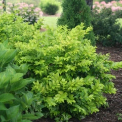 Golden Ticket® Privet -Garden Plants Store Ligustrum Golden Ticket 3