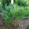 Kindly™ Privet -Garden Plants Store LigustrumKindlyP1207368 1080x1080 ba2b33d