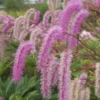 'Lilac Squirrel' Great Burnet (Sanguisorba) 1 'Lilac Squirrel' Great Burnet (Sanguisorba) -Garden Plants Store Lilac Squirrel Great Burnet Sanguisorba