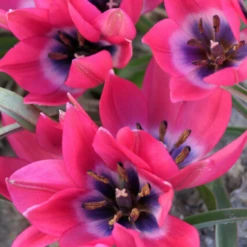 'Little Beauty' Dwarf Tulip -Garden Plants Store LittleBeautyTulip