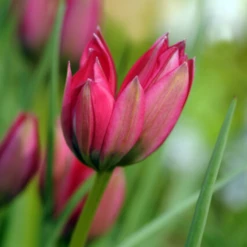 'Little Beauty' Dwarf Tulip -Garden Plants Store LittleBeautyTulip 3