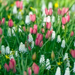 'Little Beauty' Dwarf Tulip -Garden Plants Store LittleBeautyTulip 4