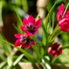 'Little Beauty' Dwarf Tulip 1 'Little Beauty' Dwarf Tulip -Garden Plants Store LittleBeautyTulip 5