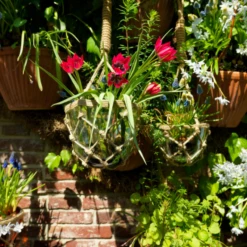 'Little Beauty' Dwarf Tulip -Garden Plants Store LittleBeautyTulip 6