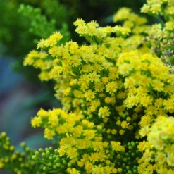 Little Lemon® Goldenrod (Solidago) -Garden Plants Store Little Lemon Goldenrod 2