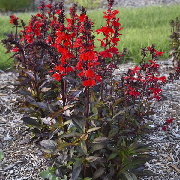 Starship™ Scarlet Bronze Leaf Cardinal Flower 3 Starship™ Scarlet Bronze Leaf Cardinal Flower