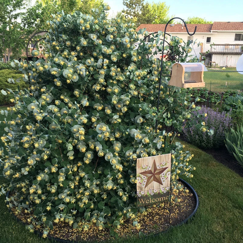 Kintzley's Ghost® Honeysuckle 4 Kintzley's Ghost® Honeysuckle - Image 2