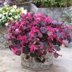 Jazz Hands Bold® Chinese Fringe-Flower -Garden Plants Store Loropetalum Jazz Hands Bold 3