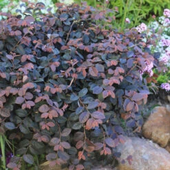 Jazz Hands® Pink Chinese Fringe-Flower -Garden Plants Store Loropetalum Jazz Hands Dwarf Pink 3