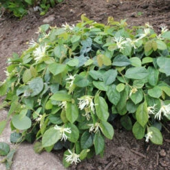 Jazz Hands® White Chinese Fringe-Flower -Garden Plants Store Loropetalum Jazz Hands Dwarf White 3