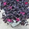 Jazz Hands Mini® Chinese Fringe-Flower -Garden Plants Store Loropetalum Jazz Hands Mini 1