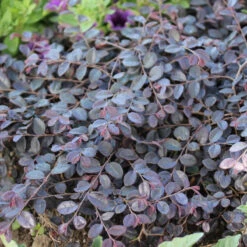 Jazz Hands Mini® Chinese Fringe-Flower -Garden Plants Store Loropetalum Jazz Hands Mini 2