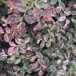 Jazz Hands Night Moves® Chinese Fringe-Flower -Garden Plants Store Loropetalum Jazz Hands Night Moves 3