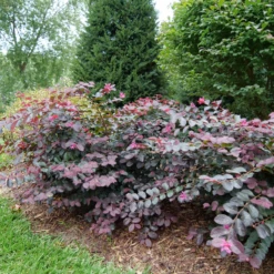 Jazz Hands® Pink Chinese Fringe-Flower -Garden Plants Store LoropetalumJazzHandsPinkP1079773 800x800 9f503d1