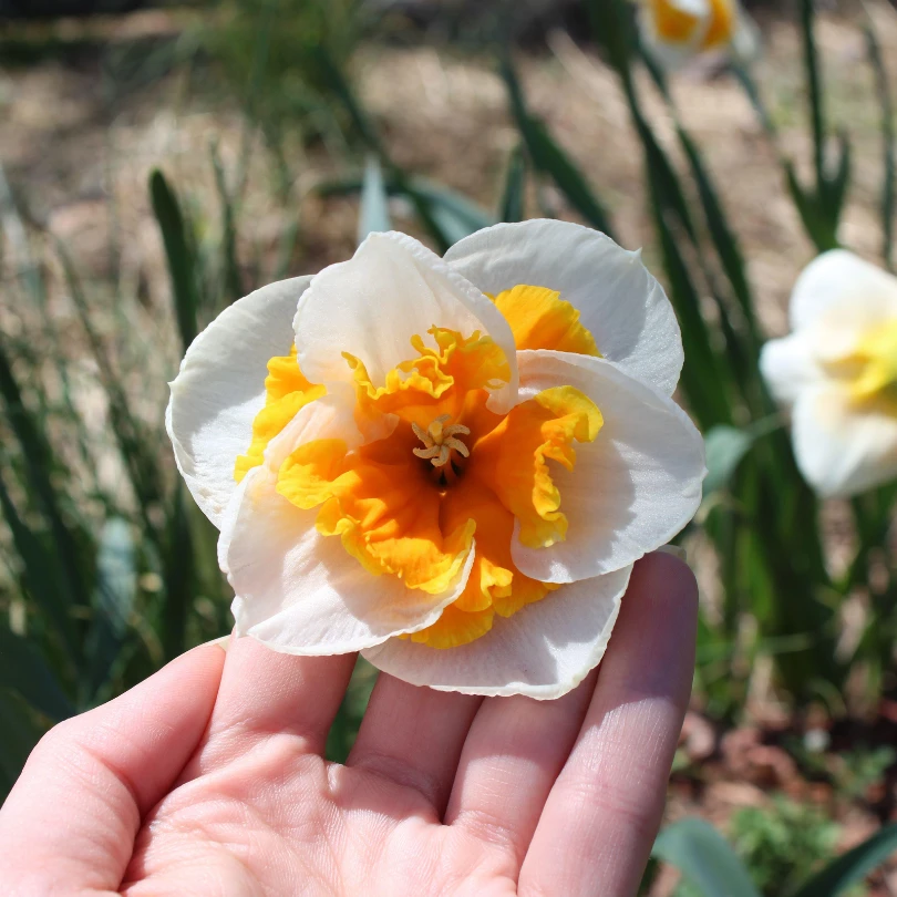 'Love Call' Large Cupped Daffodil (Narcissus) 3 'Love Call' Large Cupped Daffodil (Narcissus)