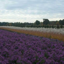 Purple Eulalia -Garden Plants Store MISPU1Q 3 sw