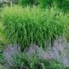 'Strictus' Maiden Grass -Garden Plants Store MISST1Q 1 sw