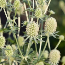 Magical Silver Sea Holly (Eryngium) -Garden Plants Store Magical Silver Sea Holly Eryngium 2