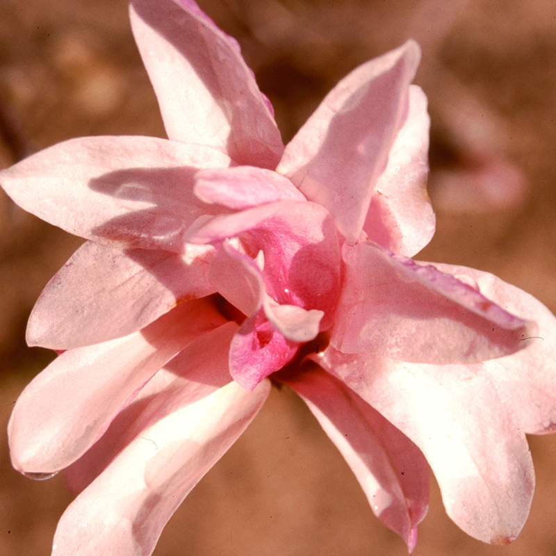 'Leonard Messel' Magnolia 5 'Leonard Messel' Magnolia - Image 3