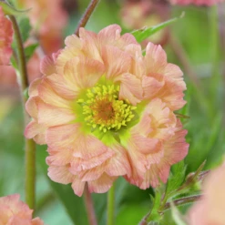 'Mai Tai' Geum