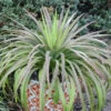 Mad About Mangave® 'Bad Hair Day' Mangave 1 Mad About Mangave® 'Bad Hair Day' Mangave -Garden Plants Store Mangave BadHairDay Mangave 1