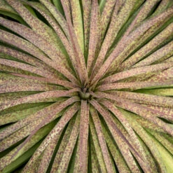 Mad About Mangave® 'Bad Hair Day' Mangave 7 Mad About Mangave® 'Bad Hair Day' Mangave -Garden Plants Store Mangave BadHairDay Mangave 2