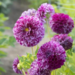 'Marble Ball' Dahlia -Garden Plants Store Marble Ball Dahlia