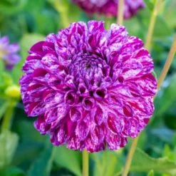 'Marble Ball' Dahlia