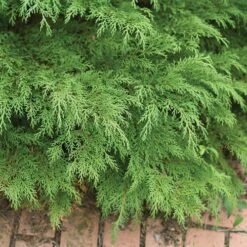 Celtic PrideĀ® Siberian Cypress