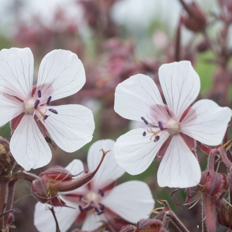 'Midnight Ghost' Cranesbill (Geranium) 6 'Midnight Ghost' Cranesbill (Geranium) - Image 4