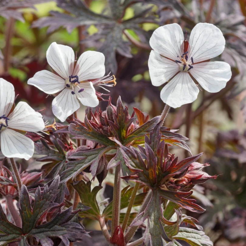 'Midnight Ghost' Cranesbill (Geranium) 3 'Midnight Ghost' Cranesbill (Geranium)