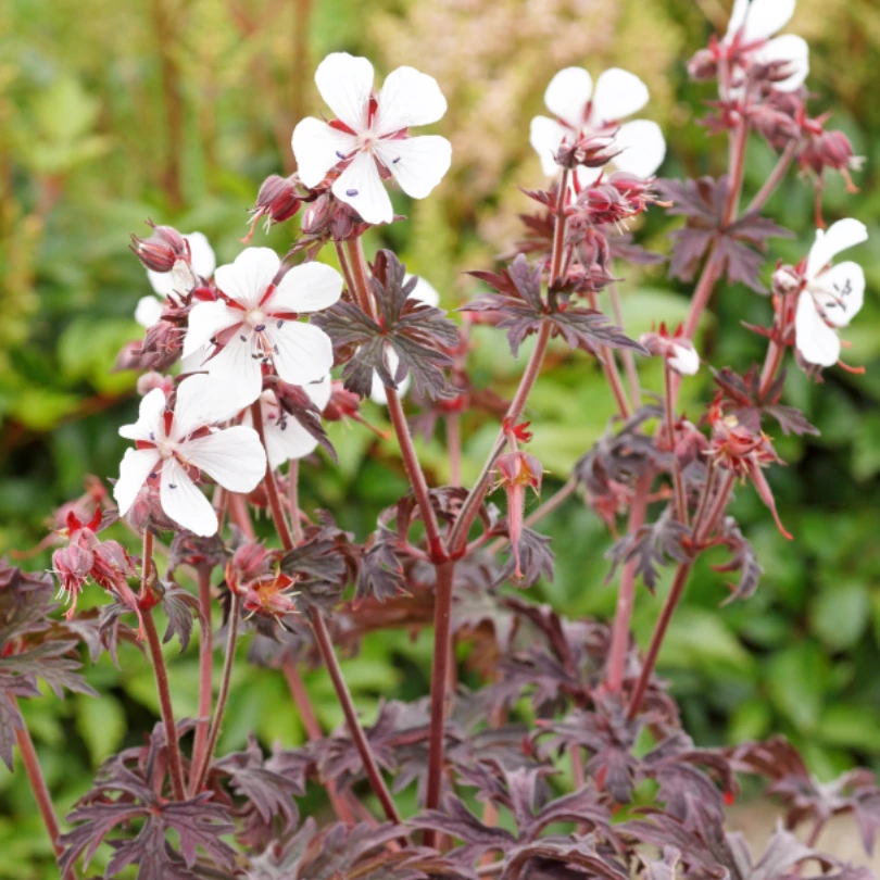 'Midnight Ghost' Cranesbill (Geranium) 4 'Midnight Ghost' Cranesbill (Geranium) - Image 2