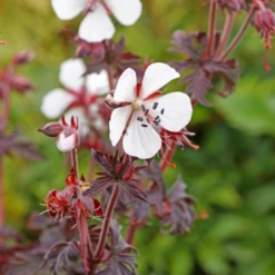 'Midnight Ghost' Cranesbill (Geranium) 13 'Midnight Ghost' Cranesbill (Geranium) -Garden Plants Store MidnightGhost Cranesbill Geranium 3