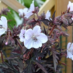 'Midnight Ghost' Cranesbill (Geranium) 12 'Midnight Ghost' Cranesbill (Geranium) -Garden Plants Store MidnightGhost Cranesbill Geranium 4
