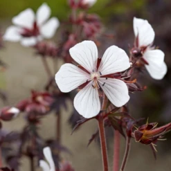 'Midnight Ghost' Cranesbill (Geranium) 10 'Midnight Ghost' Cranesbill (Geranium) -Garden Plants Store MidnightGhost Cranesbill Geranium 5