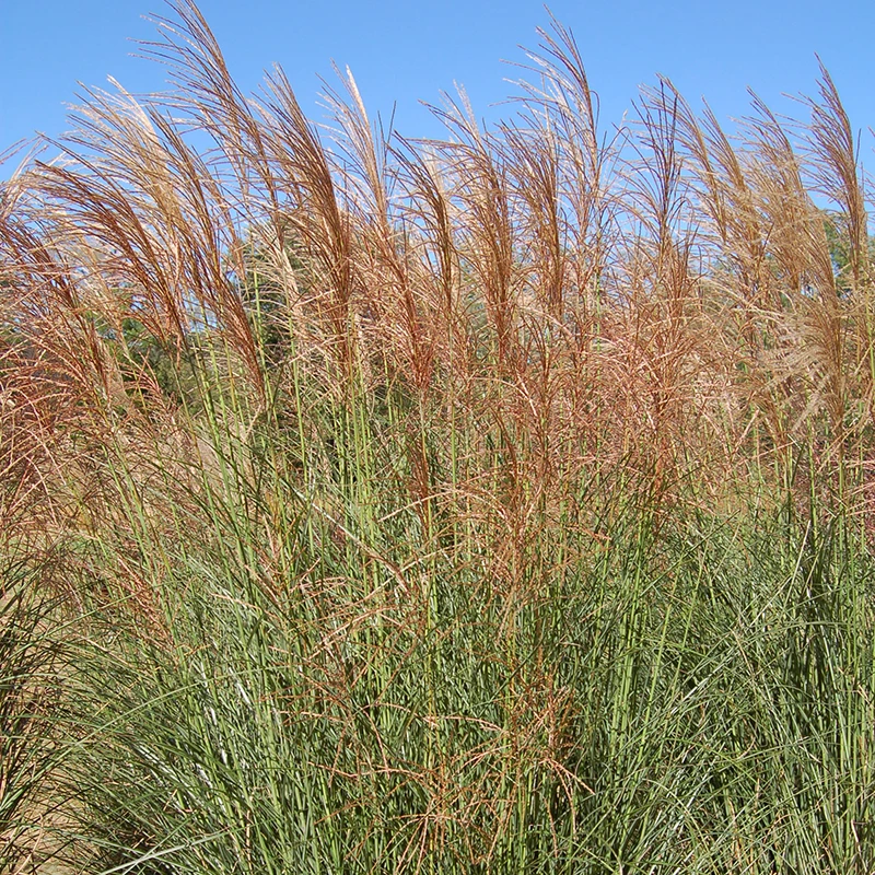 'Scout' Maiden Grass 3 'Scout' Maiden Grass