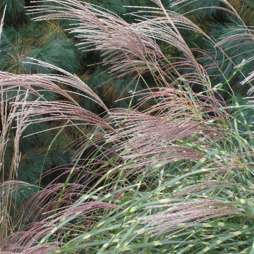 'Little Zebra' Dwarf Zebra Grass (Miscanthus) 6 'Little Zebra' Dwarf Zebra Grass (Miscanthus) - Image 4