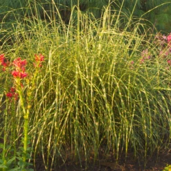 'Little Zebra' Dwarf Zebra Grass (Miscanthus) 8 'Little Zebra' Dwarf Zebra Grass (Miscanthus) -Garden Plants Store Miscanthus sinensis Little Zebra 1