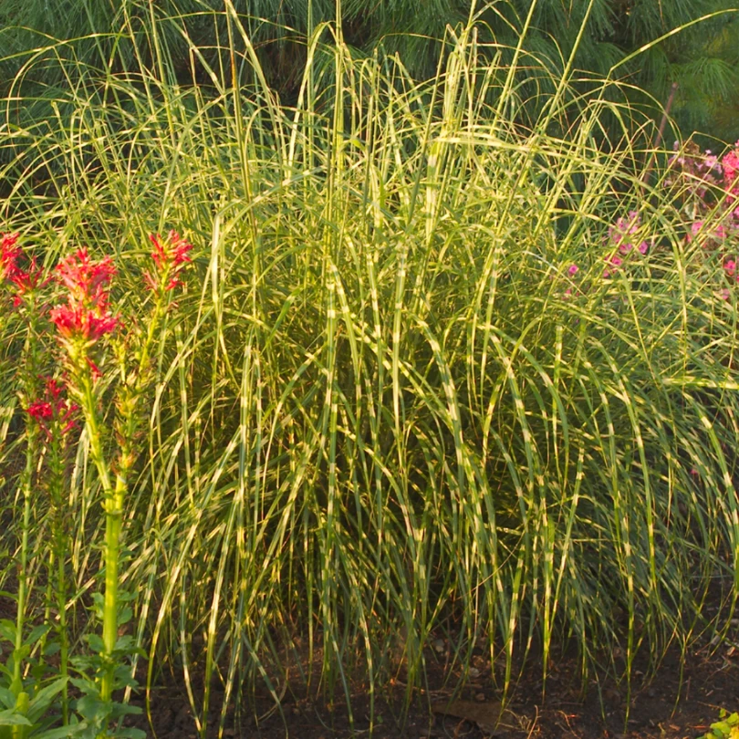 'Little Zebra' Dwarf Zebra Grass (Miscanthus) 5 'Little Zebra' Dwarf Zebra Grass (Miscanthus) - Image 3