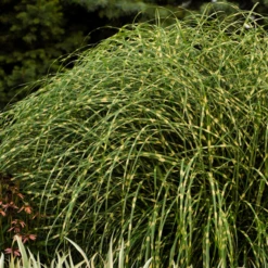 'Little Zebra' Dwarf Zebra Grass (Miscanthus)