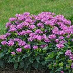 'Pardon My Lavender' Bee Balm