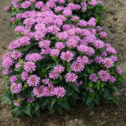 'Pardon My Lavender' Bee Balm -Garden Plants Store Monarda Pardon My Lavender 3 P