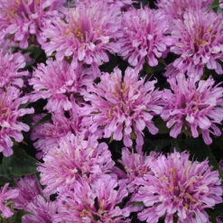 'Pardon My Lavender' Bee Balm -Garden Plants Store Monarda Pardon My Lavender 4 P