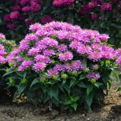 'Pardon My Lavender' Bee Balm -Garden Plants Store Monarda Pardon My Lavender 5 P