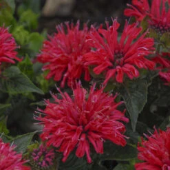 'Pardon My Cerise' Bee Balm 6 'Pardon My Cerise' Bee Balm -Garden Plants Store Monardadidyma PardonMyCerise PP29234CPBR57250000lowres
