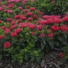 'Pardon My Cerise' Bee Balm -Garden Plants Store Monardadidyma PardonMyCerise PP29234CPBR57250001lowres